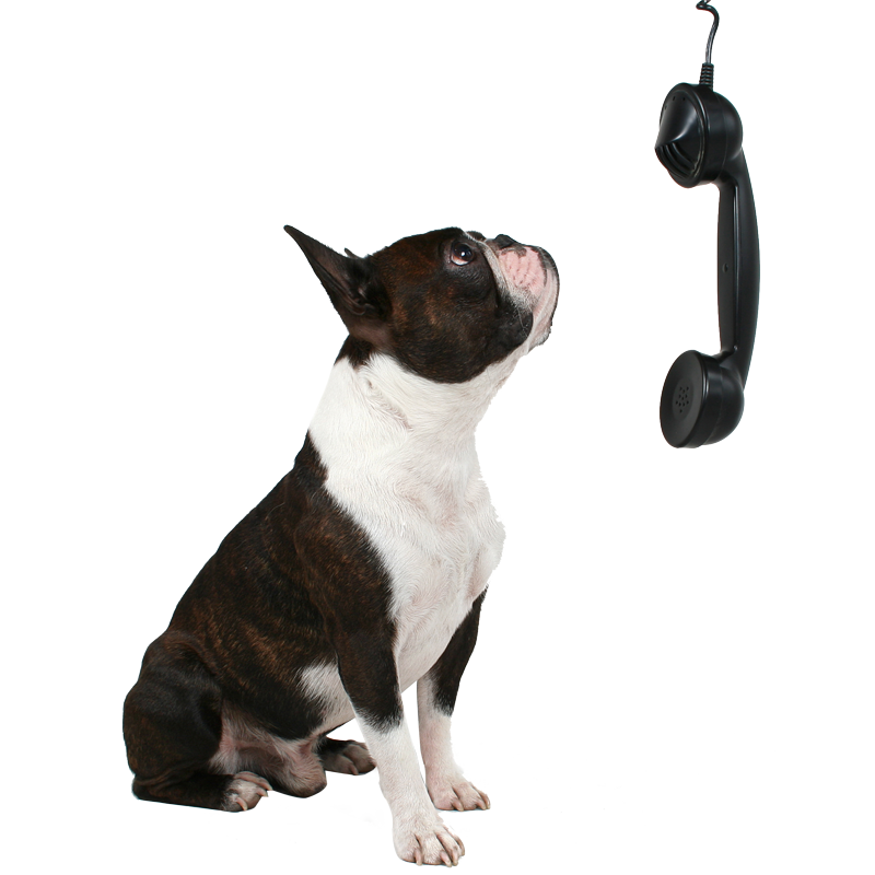 hounds of york dog on phone